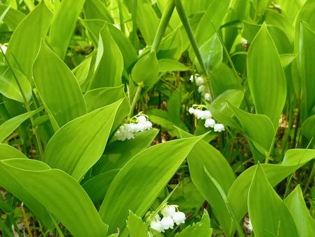 すずらん　北海道　平取町　芽生　群生地 すずらん,スズラン,鈴蘭の写真素材