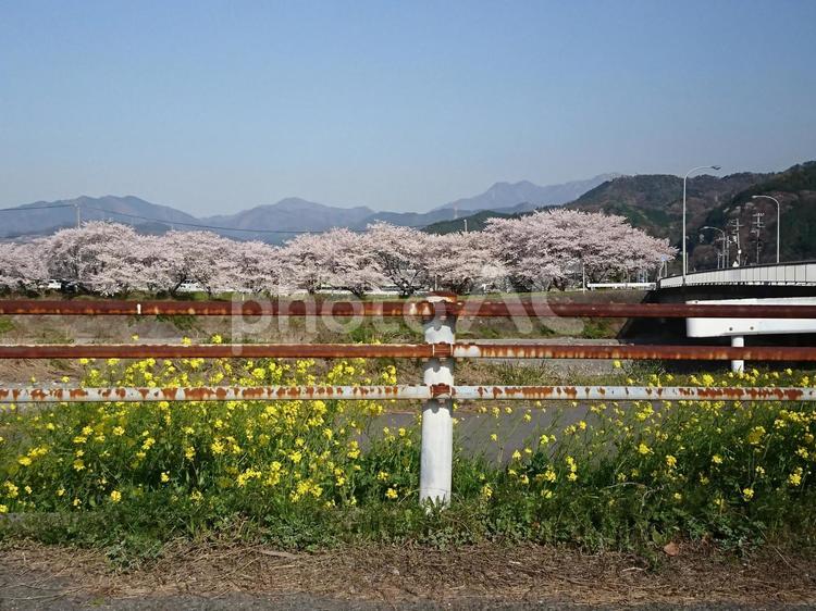 桜並木 景色,風景,空の写真素材