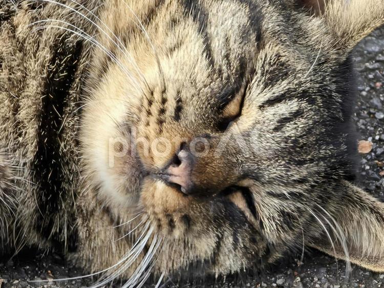 まったりする地域猫 猫,ネコ,地域猫の写真素材