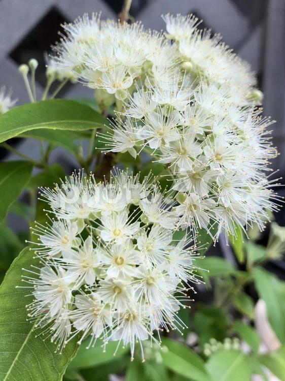 ふわふわのレモンマートルの花 花,植物,ハーブの写真素材