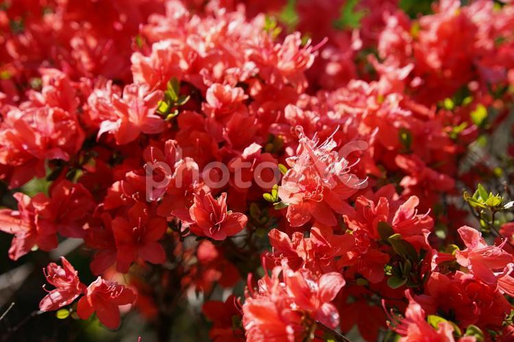 ツツジ ツツジ,花,自然の写真素材