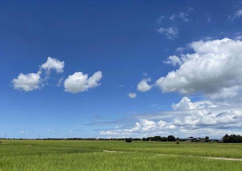 夏空の入道雲と青々広がる田園風景 青空,夏空,入道雲の写真素材