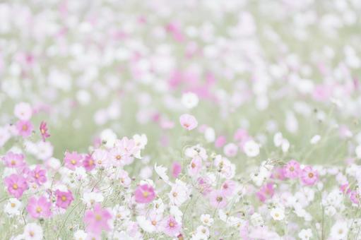 彩度低めパステル調のコスモスの花畑 彩度低めパステル調のコスモスの花畑の写真