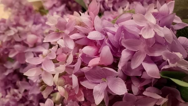 ライラック(紫丁香花)/リラ 背景用 ライラック(紫丁香花)/リラ 背景用 ライラック,花,紫丁香花の写真素材