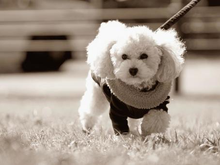 トイプードルのポートレート 犬,トイプードル,プードルの写真素材