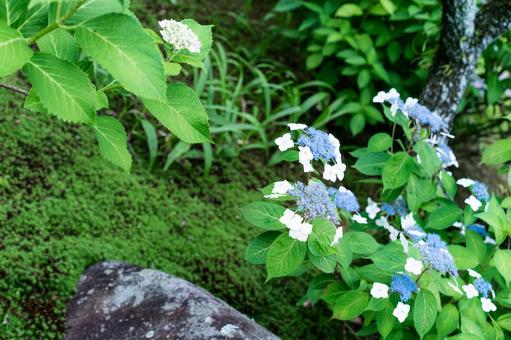 あじさい寺 満開のあじさい あじさい寺 満開のあじさいの写真