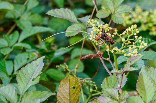 オオスズメバチ⑺ オオスズメバチ⑺ 虫,昆虫,オオスズメバチの写真素材