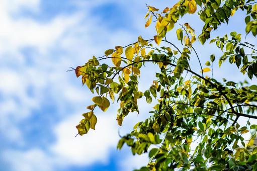 秋空と紅葉の始まり 秋,緑,紅葉の写真素材