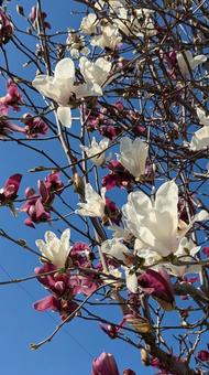 モクレン もくれん,木蓮,モクレンの写真素材