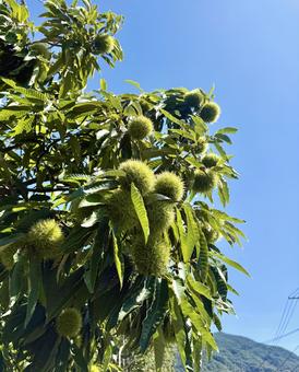 栗の木 栗の木の写真