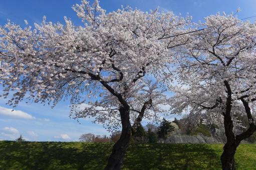 桜(一関市)の風景 桜(一関市)の風景の写真