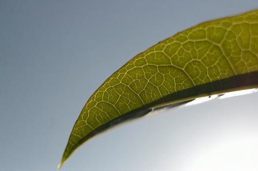 葉脈の見える葉っぱ 葉脈の見える葉っぱの写真