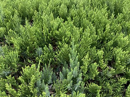 グリーンの植え込みテクスチャー グリーンの植え込みテクスチャーの写真