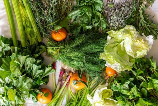 ミカンと緑色の複数の野菜 ミカンと緑色の複数の野菜 野菜,フルーツ,物撮りの写真素材