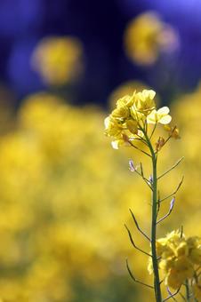 菜の花 空,背景,菜の花の写真素材