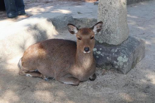 宮島　鹿03 鹿,宮島,広島県の写真素材