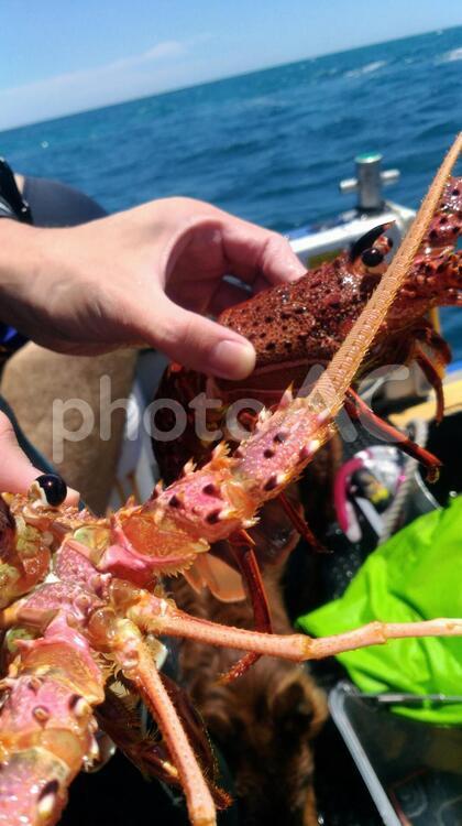 伊勢エビ漁解禁 イセエビ,ロブスター,オーストラリアの写真素材