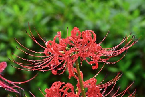 曼珠沙華 曼珠沙華 マンジュシャゲ,ヒガンバナ,石蒜の写真素材