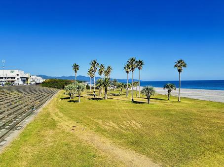海岸　岸辺 ヤシの木,海岸,沿岸の写真素材
