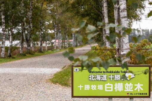 十勝牧場白樺並木看板の写真