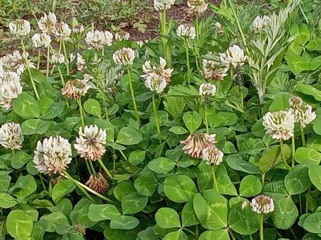 シロツメクサ シロツメクサの写真