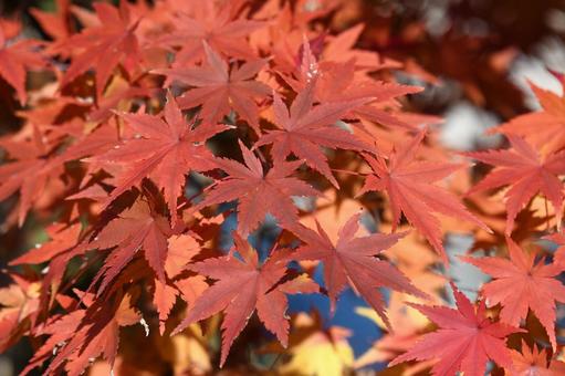 紅葉したモミジ モミジ,紅葉,葉っぱの写真素材
