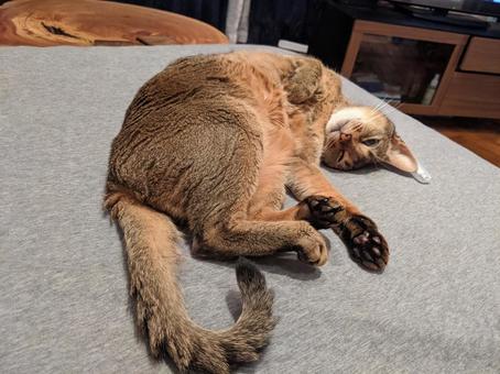 猫のへそ天 へそ天,ヘソ天,猫の写真素材