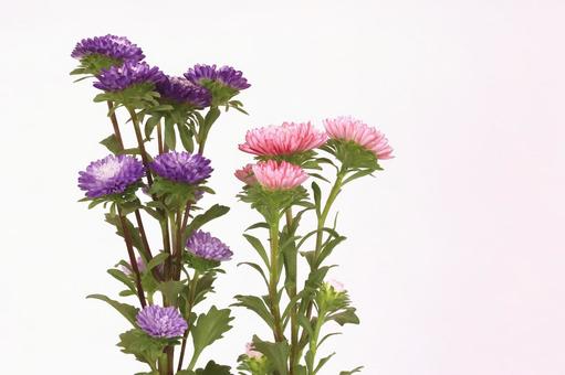 アスター菊 アスター菊の写真