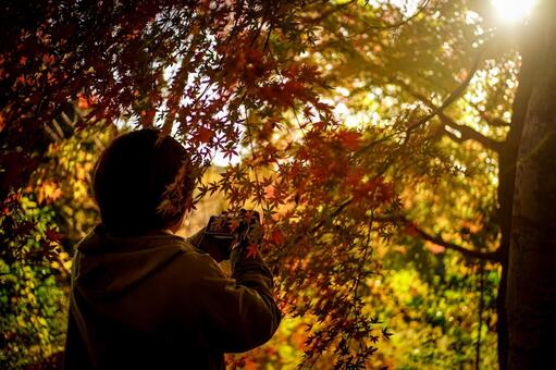 ＜素材＞紅葉の並木道で旅行写真を撮る女性 女性,紅葉,サンセットの写真素材
