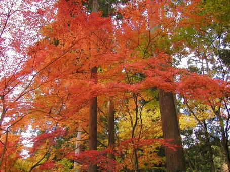 京都　大原 京都市,左京区,秋の写真素材