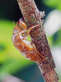 蝉の脱け殻が暑さに耐える 蝉の脱け殻が暑さに耐える 蝉,セミ,脱け殻の写真素材