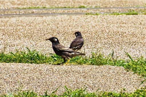 ムクドリの写真