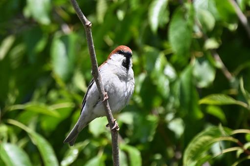 New Year's sparrow, JPG