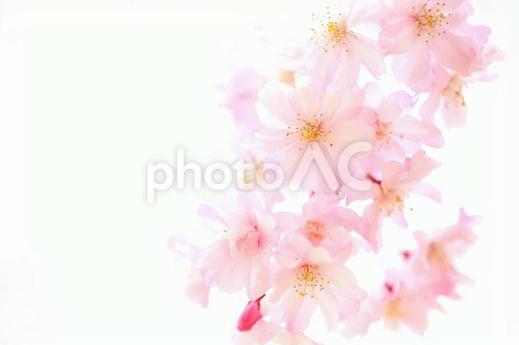 ピンクの枝垂桜　満開 桜,サクラ,枝垂桜の写真素材