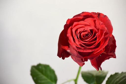赤い薔薇 赤い薔薇の写真