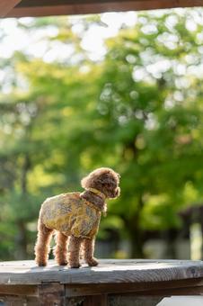 Toy poodle walking in the park in spring, JPG Toy poodle walking in the park in spring, JPG