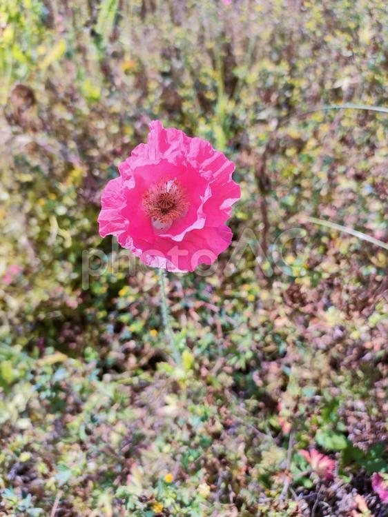 ポピー ポピー,ひなげし,ピンク色の花の写真素材
