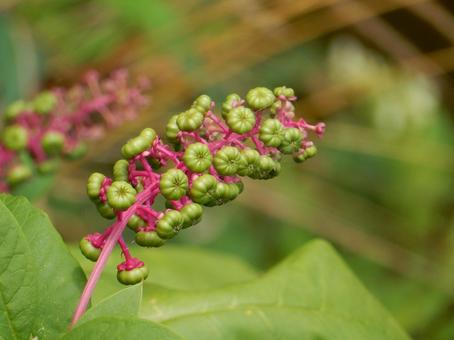 【植物写真】ヨウシュヤマゴボウの写真