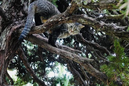 木に登り見つめる猫 ネコ,保護猫,猫の写真素材