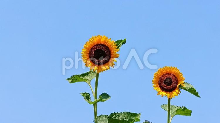 二本のひまわり 夏,ひまわり,ヒマワリの写真素材