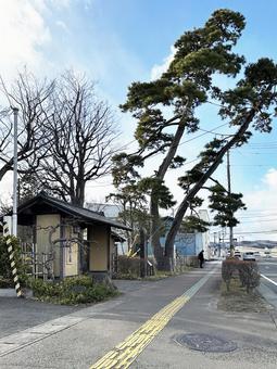 おくの細道風景地「武隈の松」 宮城県,岩沼市,武隈の松の写真素材