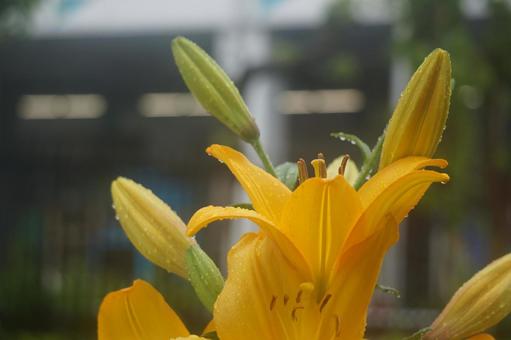 Photo, lily, spring, rain, 