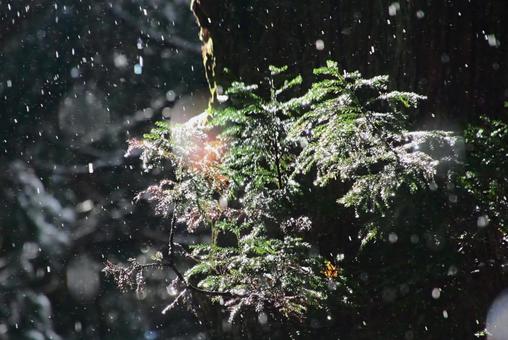 雪解け 雪,木,葉の写真素材