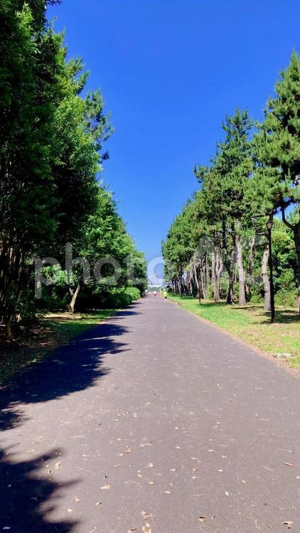 【葛西臨海公園】夏の青空と真っ直ぐな道 葛西臨海公園,道,真っ直ぐの写真素材