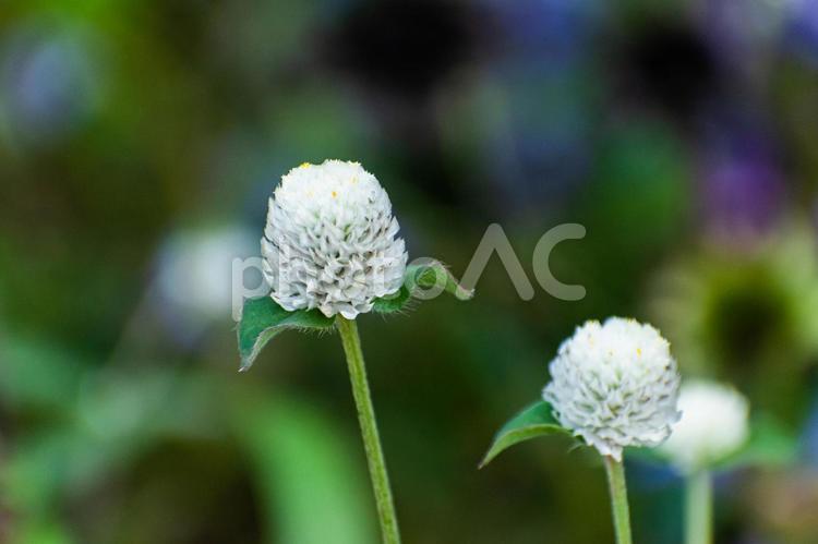 ふわふわの。。。 白い花,自然,草の写真素材
