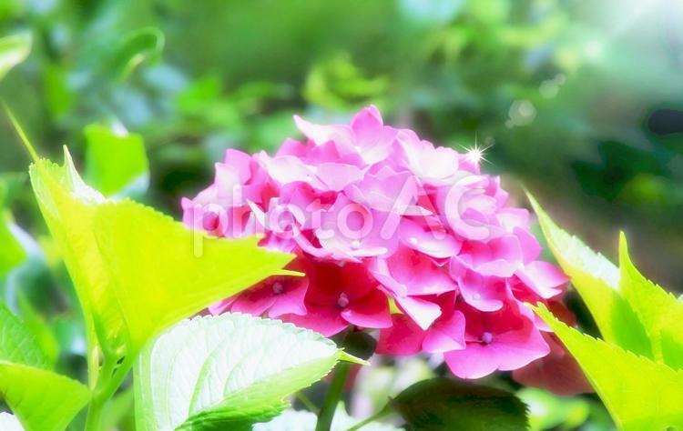 ピンク～赤紫の紫陽花の花 紫陽花,花,ピンクの花の写真素材