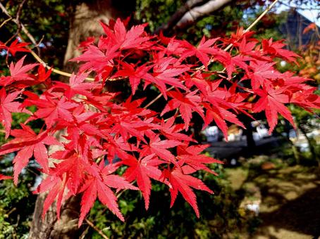 鮮やかに色づいたもみじ ヤマモミジ,紅葉,秋の写真素材