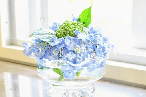 あじさい hydrangea あじさい hydrangeaの写真