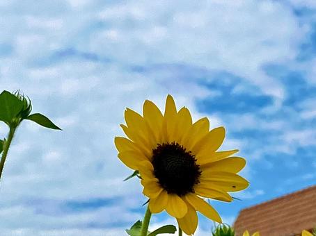 空とひまわり 空とひまわり ひまわり,ヒマワリ,夏の写真素材