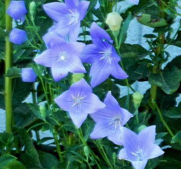 【花の写真】キキョウ(桔梗) 【花の写真】キキョウ(桔梗) キキョウ,桔梗,植物の写真素材